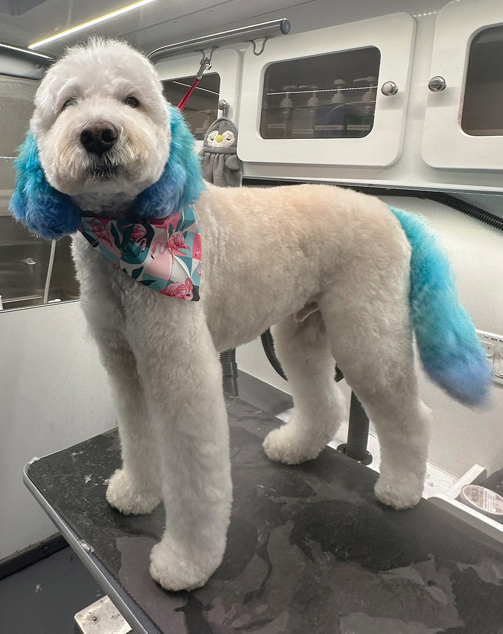 A groomed white dog with blue dyed ears and tail, wearing a pink and green bandana, standing on a grooming table.