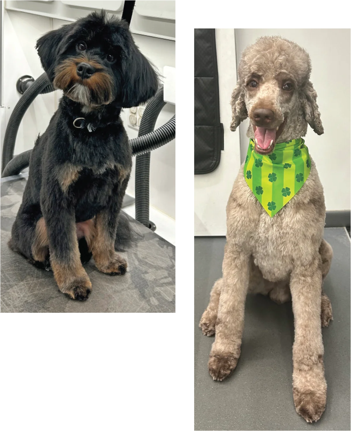 A black and tan dog with fluffy ears and a neat haircut, sitting on a grooming table; a happy brown poodle wearing a green and lime green striped bandana with shamrocks, sitting on a grooming van floor.