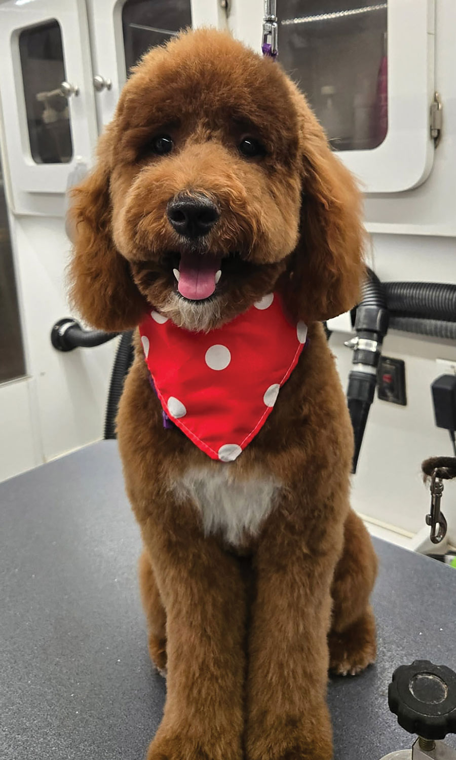 A groomed brown dog, possibly a poodle mix, wearing a red and white polka dot bandana and sitting on a grooming table.