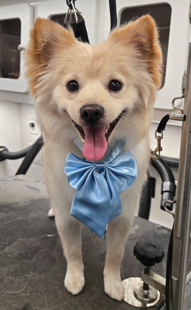 A smiling light-colored fluffy dog, possibly a Pomeranian mix, wearing a large blue bow around its neck.
