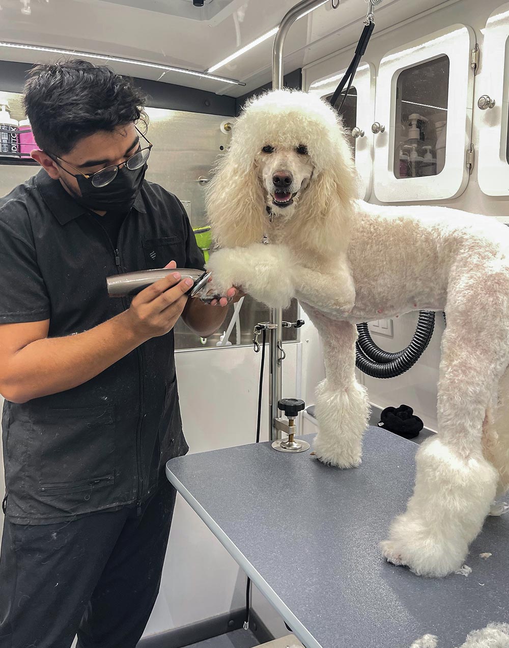 A person in a black shirt and mask grooming a large white poodle on a table inside a mobile grooming van.