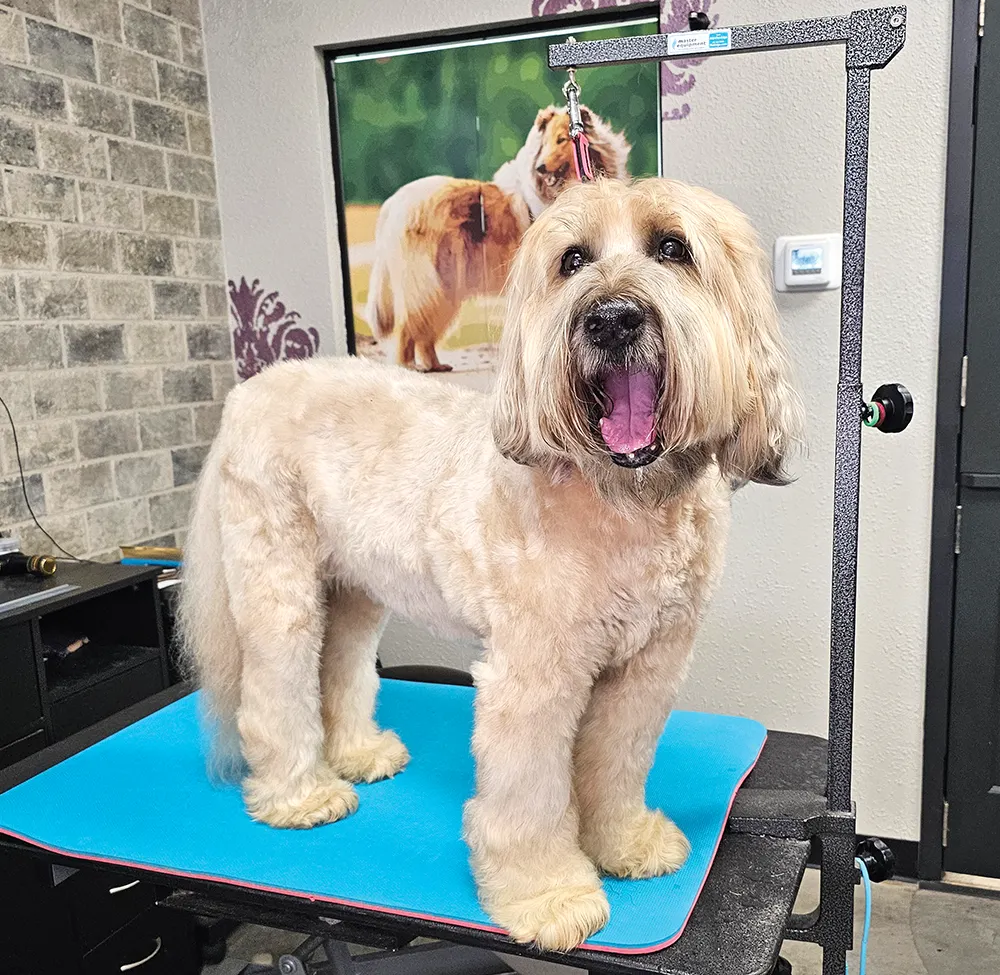 full view of a blonde Soft-coated Wheaten Terrier standing on a grooming table