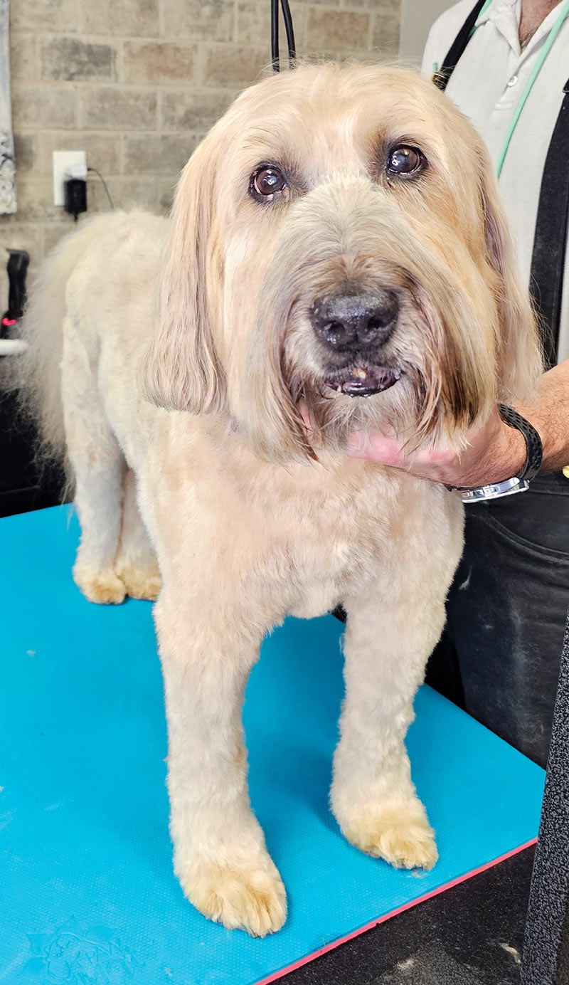 front view of a freshly groomed blonde Soft-coated Wheaten Terrier standing on a grooming table