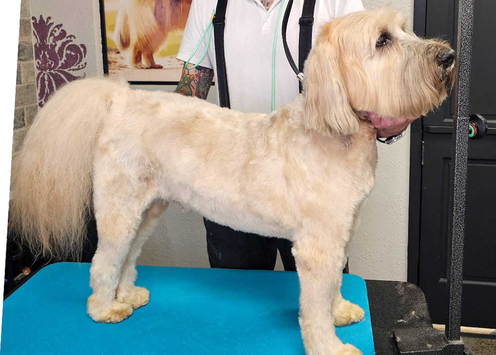 profile view of a freshly groomed blonde Soft-coated Wheaten Terrier standing on a grooming table