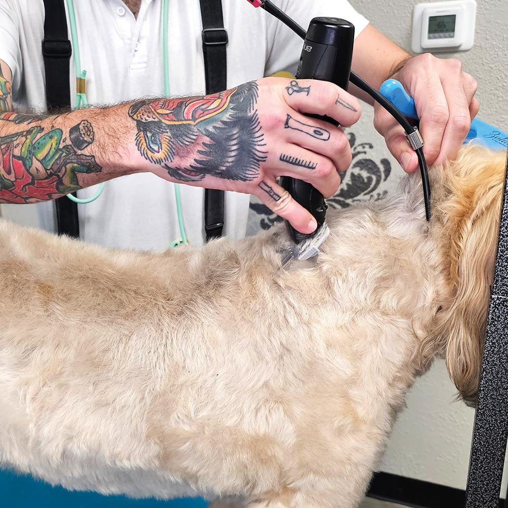 close-up of a groomer using a clipper to groom the neck of a blonde Soft-coated Wheaten Terrier