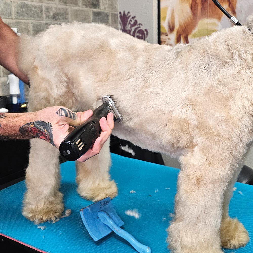 groomer using a clipper to groom the side of a blonde Soft-coated Wheaten Terrier