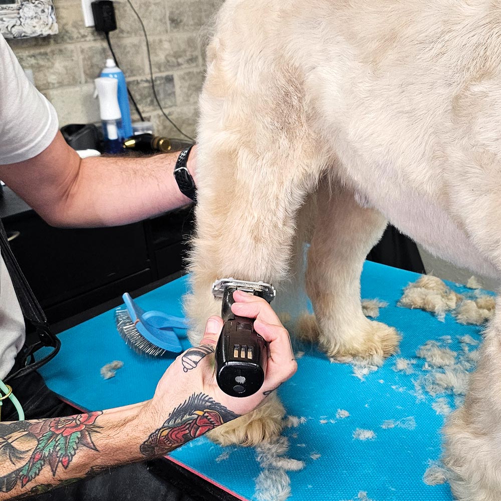 groomer using a clipper to groom the leg of a blonde Soft-coated Wheaten Terrier, with hair clippings on the blue grooming mat cover the grooming table