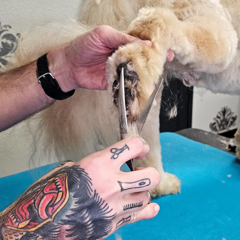groomer using scissors to trim the hair between the Soft-coated Wheaten Terrier's paw pads
