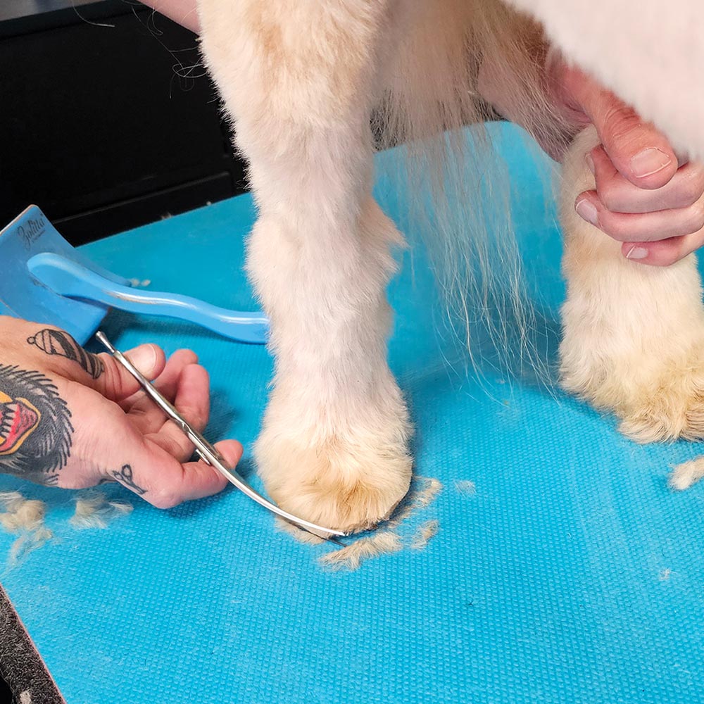groomer using a comb and scissors to trim the hair around the dog's foot