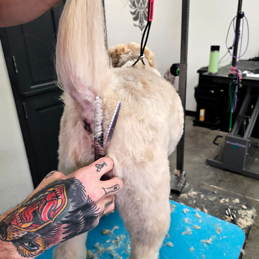 groomer using thinning shears to trim the hair on the Soft-coated Wheaten Terrier's rear