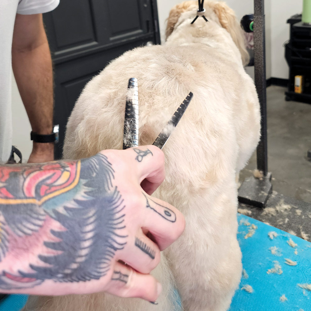 groomer using thinning shears to trim the hair on the dog's rear