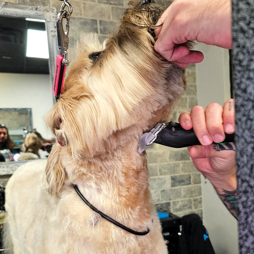 groomer using an electric trimmer to shave the hair on the Soft-coated Wheaten Terrier's throat