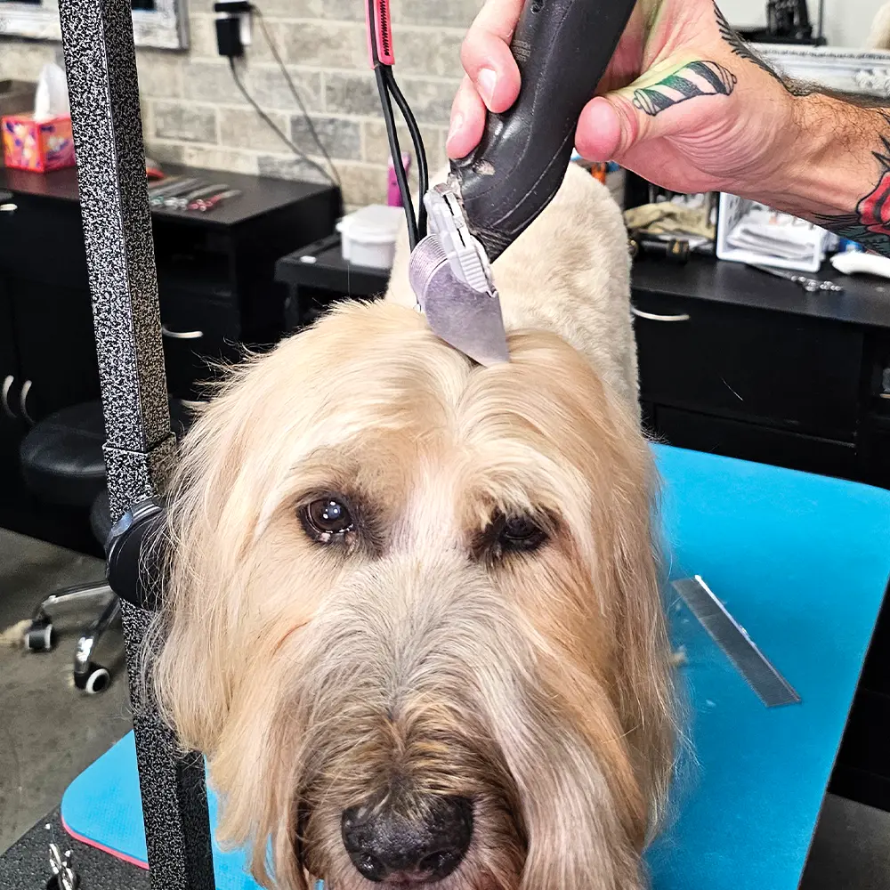 groomer using a trimmer to shave the top of the the Soft-coated Wheaten Terrier's head, with the dog facing directly at the camera