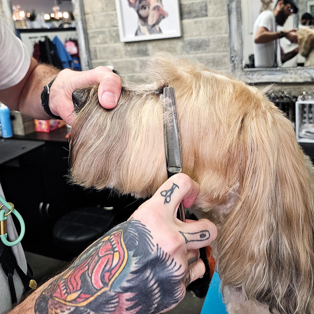 groomer using a clipper scissors to trim the hair on the side of the dog's head