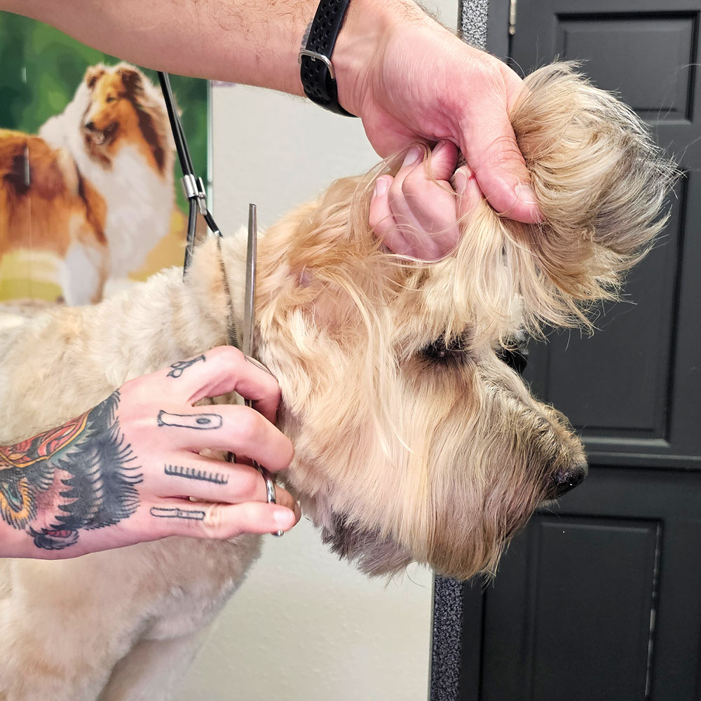 groomer using scissors to trim the hair between the Soft-coated Wheaten Terrier's ears and neck