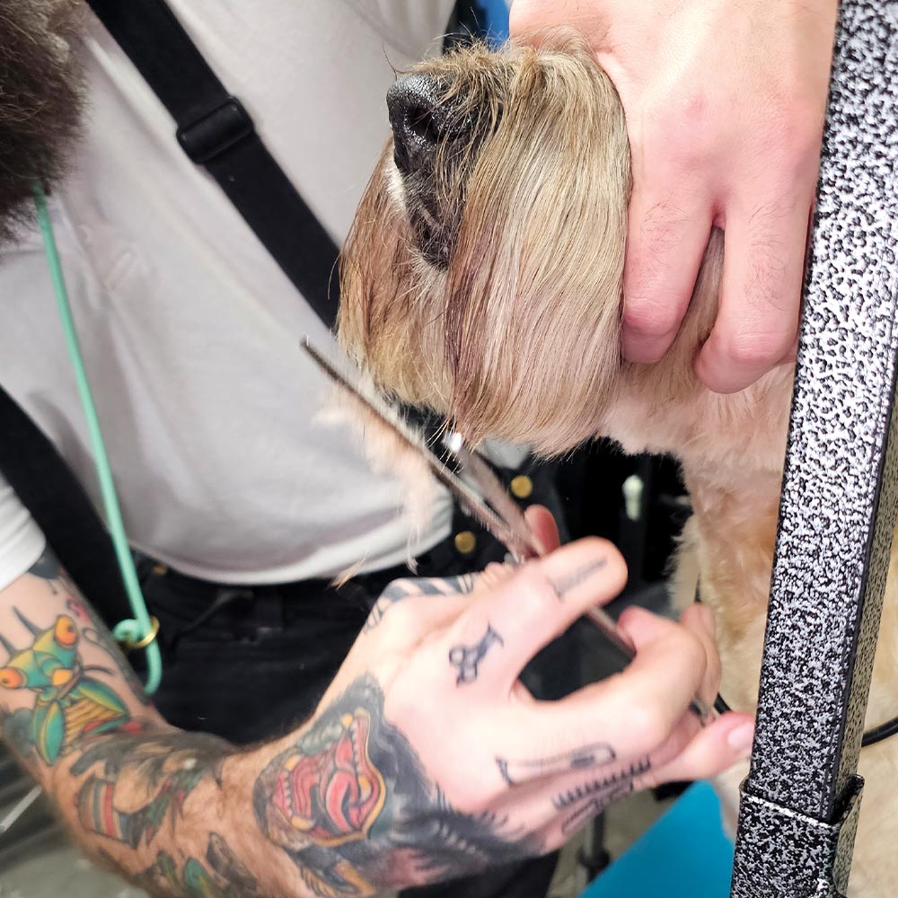 groomer using scissors to trim the hair on the dog's lower muzzle