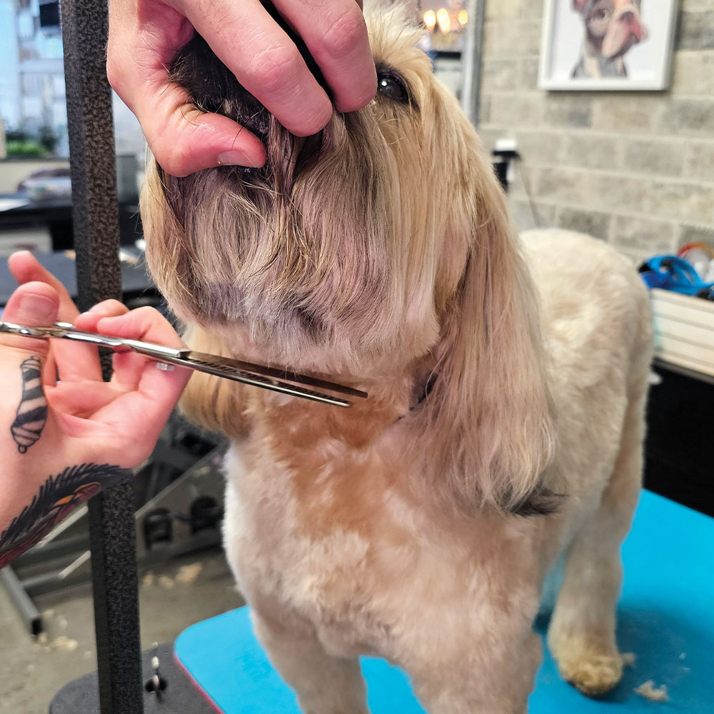 groomer using scissors to trim the hair on the Soft-coated Wheaten Terrier's face, with a hand holding up the dog's muzzle
