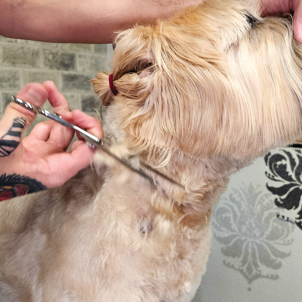 groomer using scissors to trim the hair on a dog's neck and chin as a hair tie hold back the ear