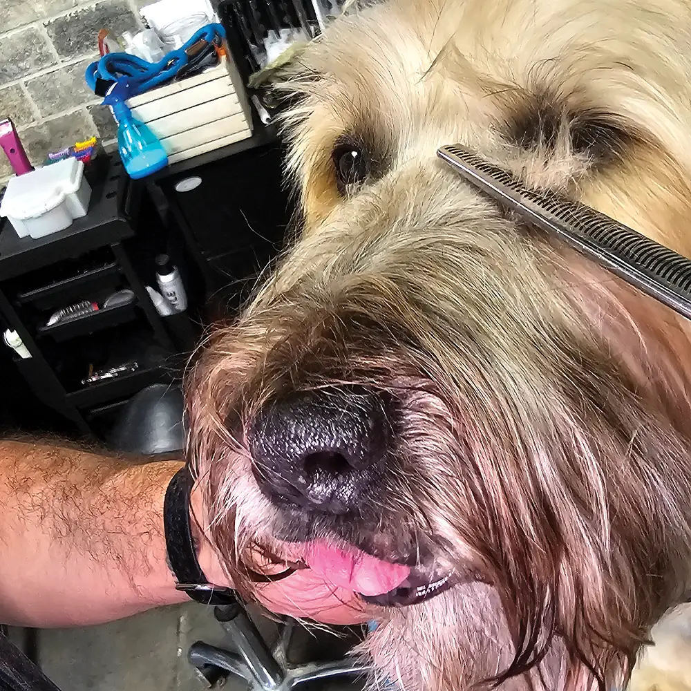groomer using a comb to brush the hair on a dog's face, with the dog's tongue visible