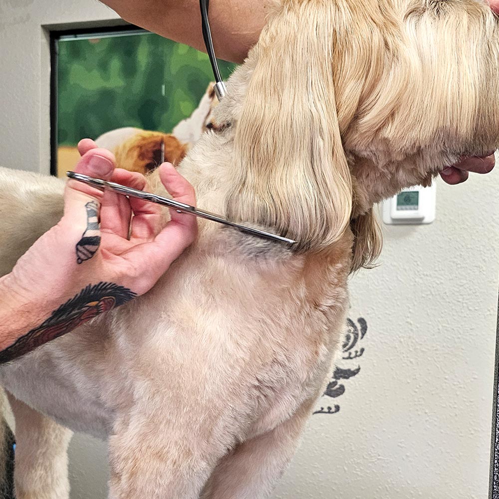groomer using scissors to trim the hair at the base of the Soft-coated Wheaten Terrier's ear