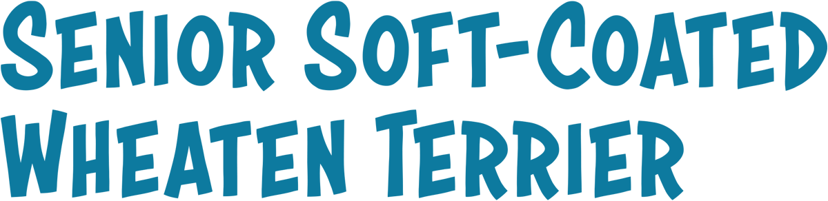 Senior Soft-Coated Wheaten Terrier
