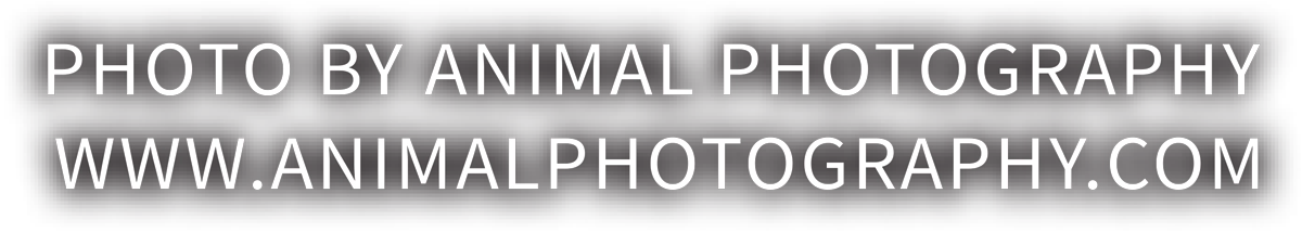 PHOTO BY ANIMAL PHOTOGRAPHY WWW.ANIMALPHOTOGRAPHY.COM