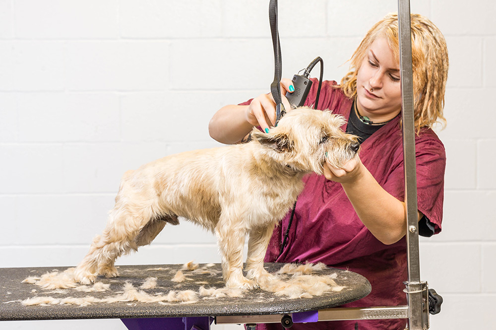 female groomer works on a small dog atop a grooming table