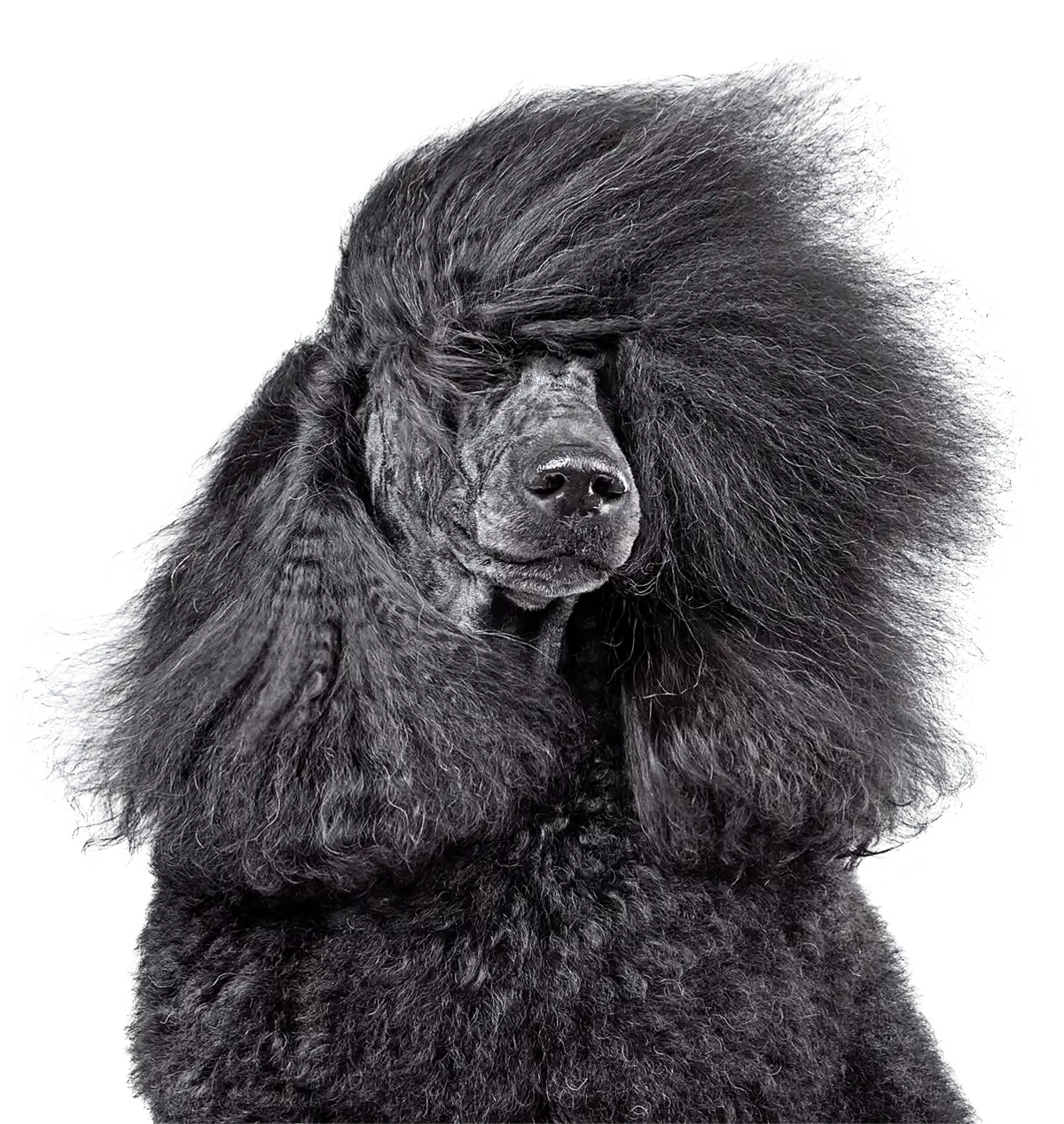 black standard poodle