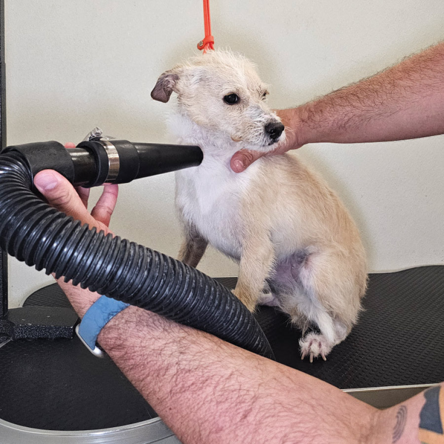 A groomer blowdrying the fur around a dog's face and neck.