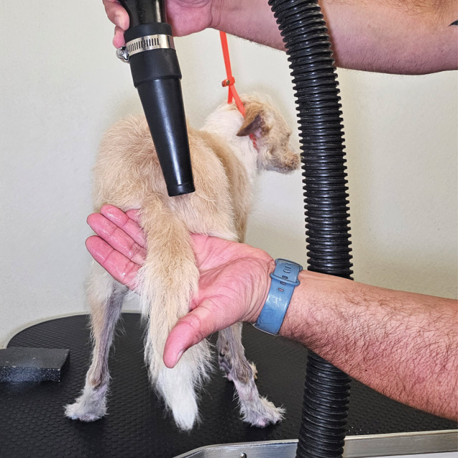 A groomer blowdrying a dog's tail.