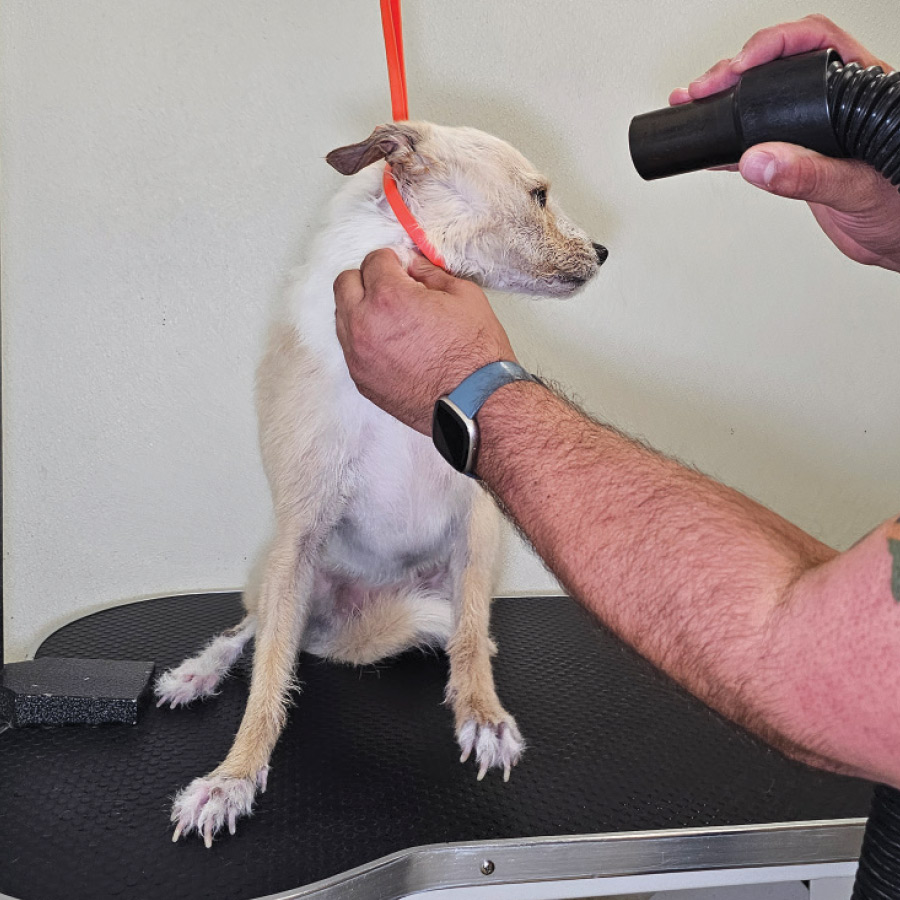 A groomer using a blowdryer without a condenser nozzle to dry a dog's face.