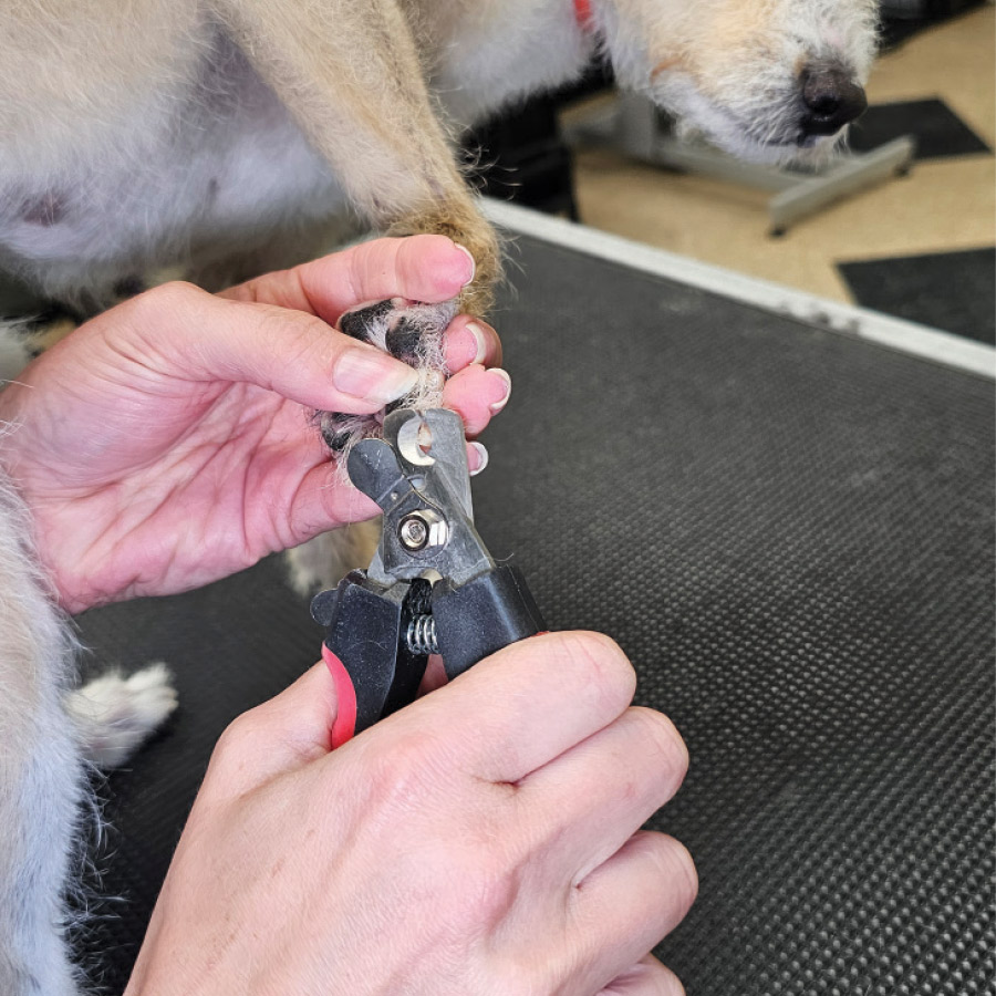 A closeup of a dog's nails being trimmed.