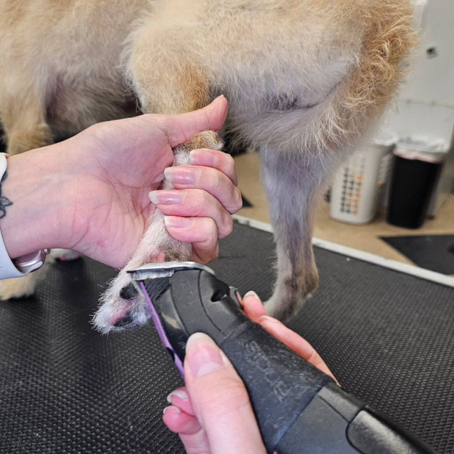A closeup of a dog's nails on its hind leg being trimmed. 