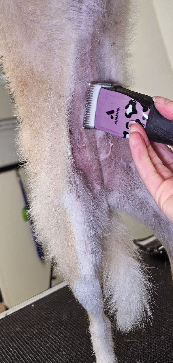  A hand uses purple and black Andis clippers to trim the light-colored fur on a dog's belly. 