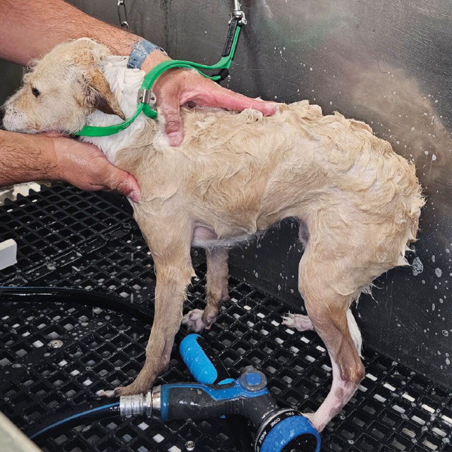 A wet, light-colored dog is being washed by a person in a metal tub.