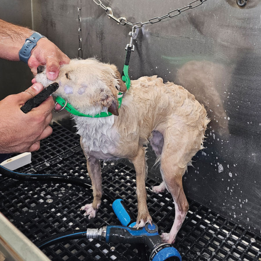 A pet groomer spraying tear-free shampoo near a small, light-colored dog's face.