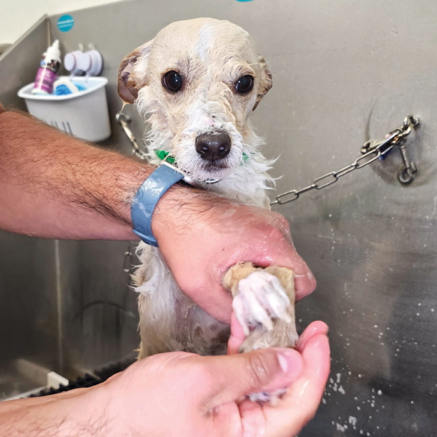 A groomer washing a small, light-colored dog's paws.