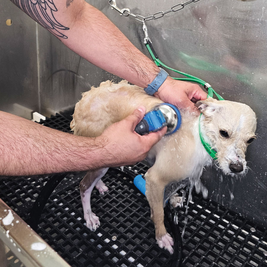 A groomer rinsing a small, light-colored dog's fur in a metal tub.