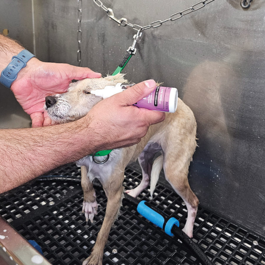 A groomer applying eye rinse solution to a dog's eye.