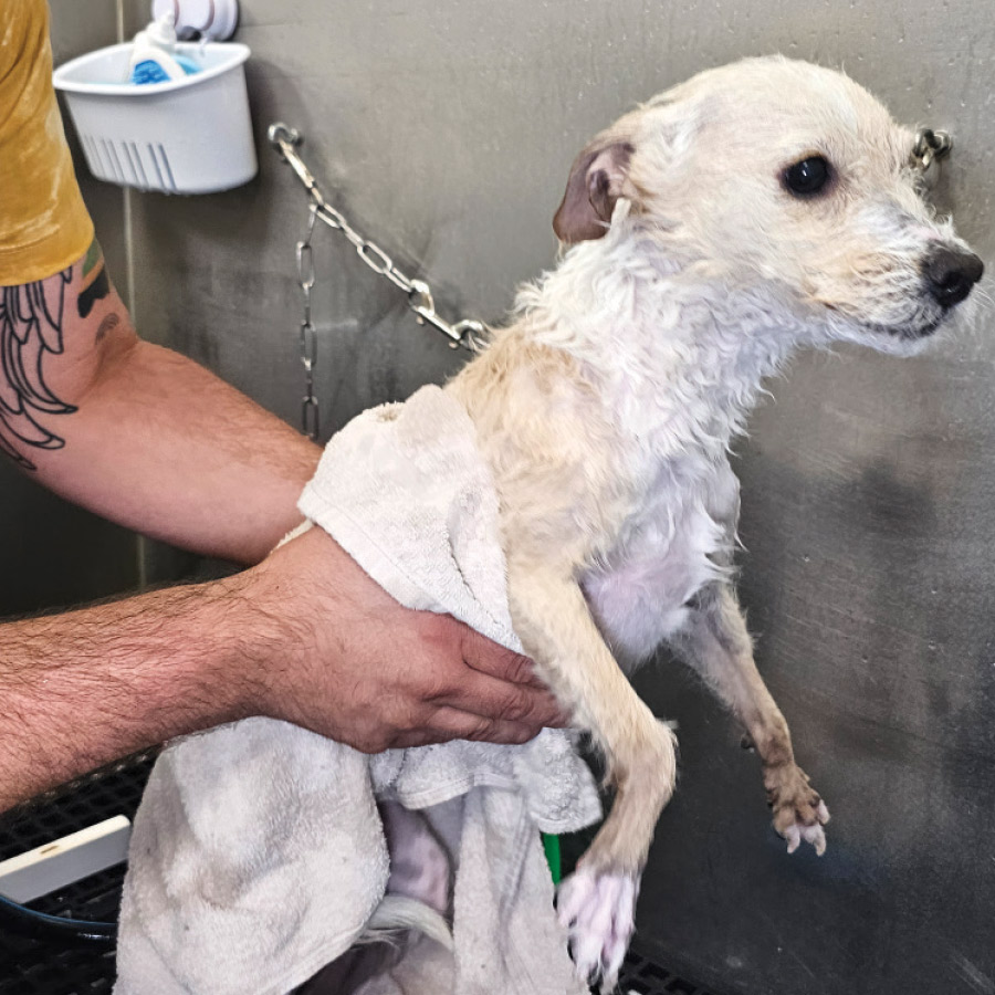 A groomer towel drying a small, light-colored dog.
