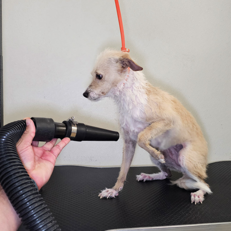 A dog being blowdried after a bath.