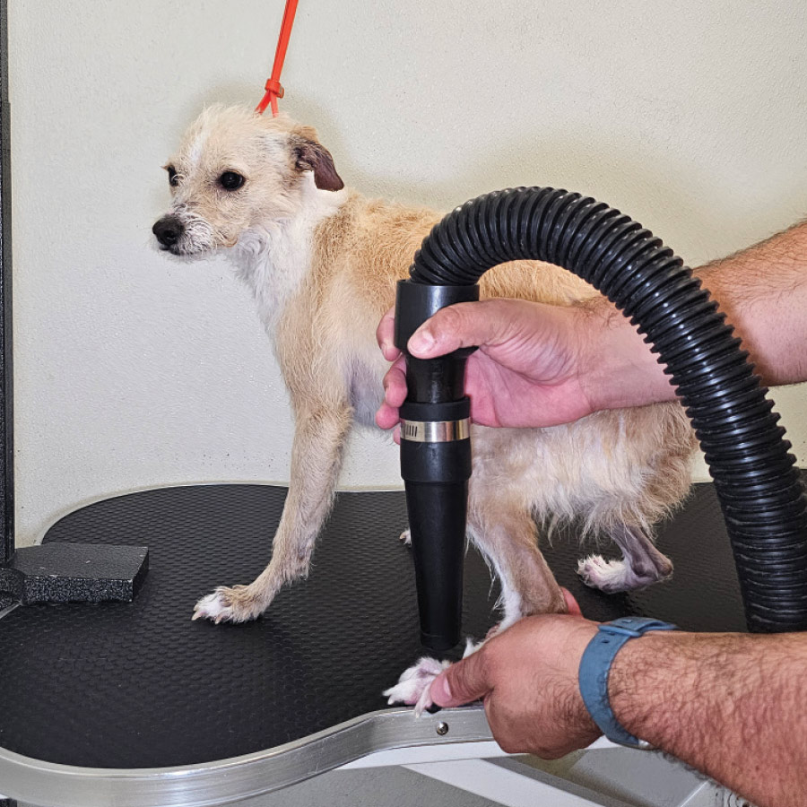 A groomer blowdrying a dog's paws.