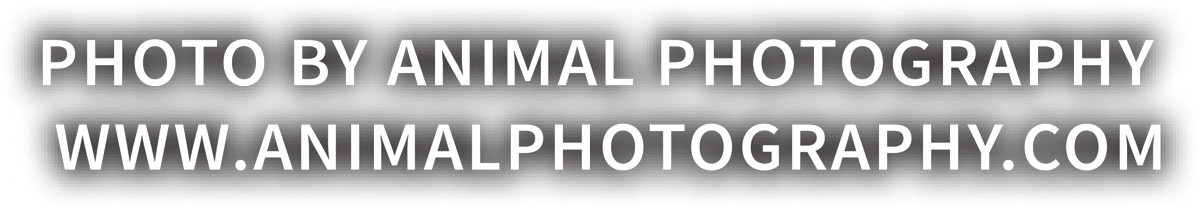 Photo by Animal Photography www.animalphotography.com typography