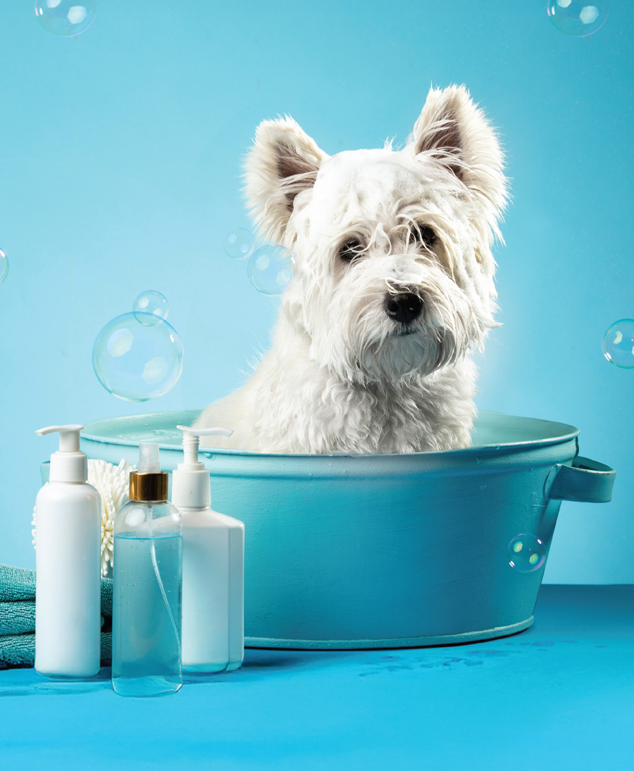 A small white fluffy dog sits in a blue wash basin, with soap bottles and bubbles floating around.