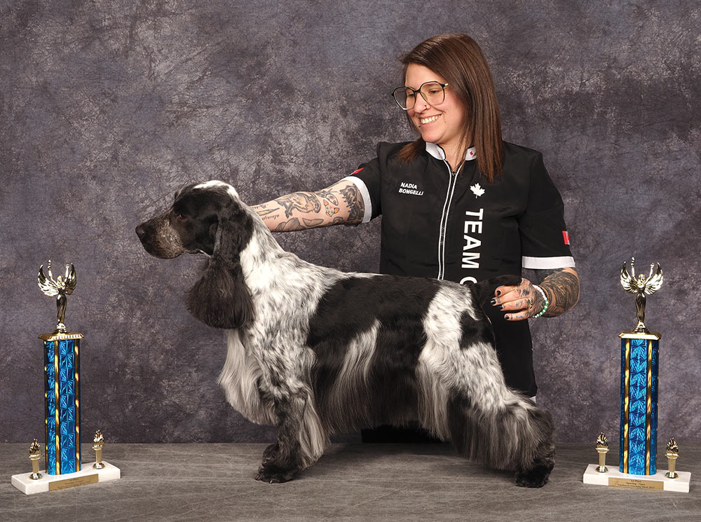 Nadia Bongelli’s Northwest 2025 Grooming Show Sporting 1st Place Open contest photo