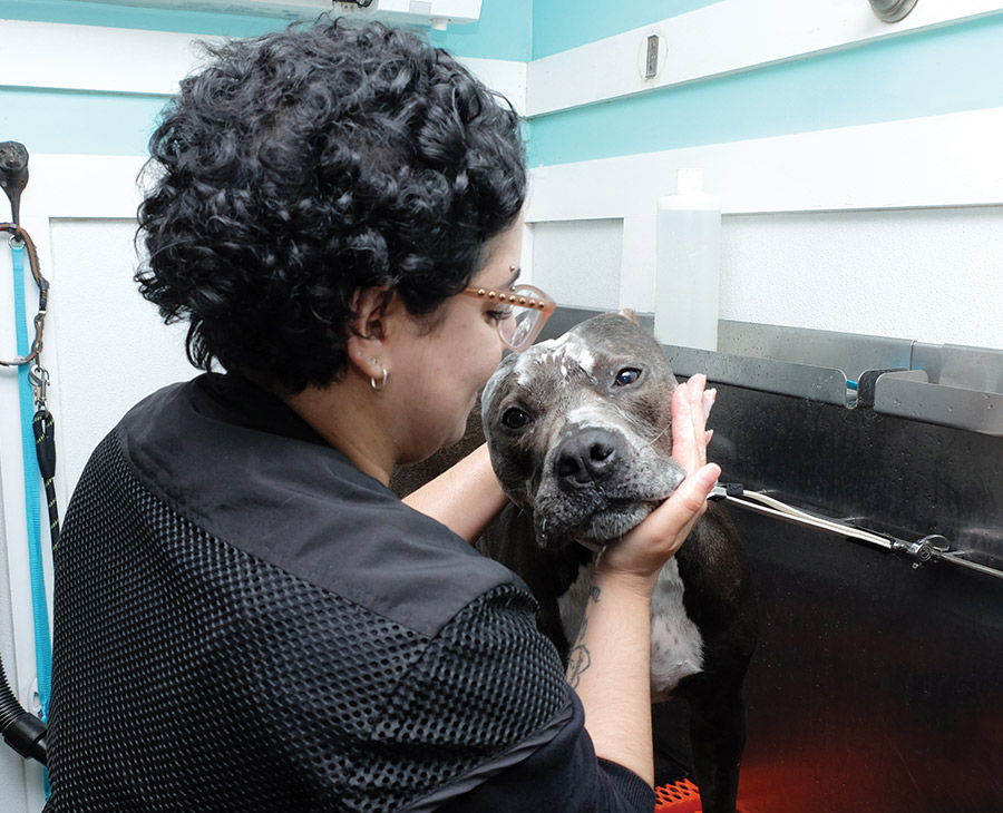 A groomer with short, curly dark hair gently holds the face of a Pit Bull Terrier. The dog, which has a brindle coat and white markings, stands in a grooming tub. The groomer is wearing a black shirt with a mesh pattern on the back.