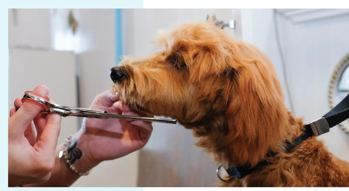 A close-up side view of a groomer's hands trimming the face of a scruffy, reddish-brown dog with a pair of shears. The dog is wearing a blue collar and is standing calmly.