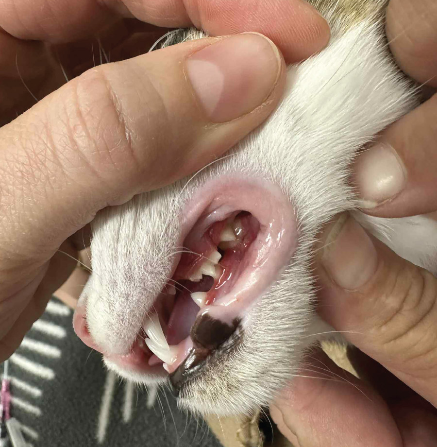 close up of left side of cat's teeth with inflamed gums