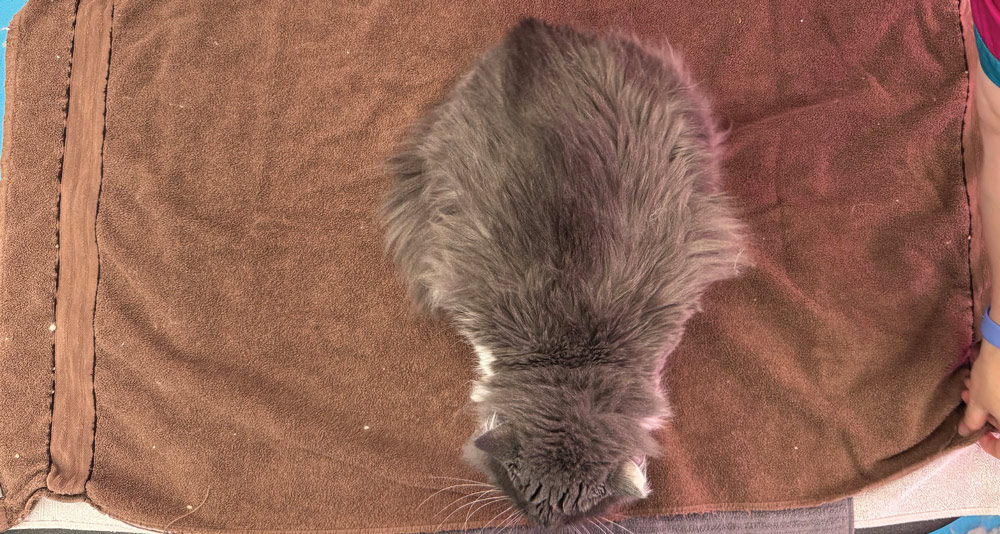 A fluffy, gray and white cat is positioned in the center of a brown towel. The cat is facing away from the camera.