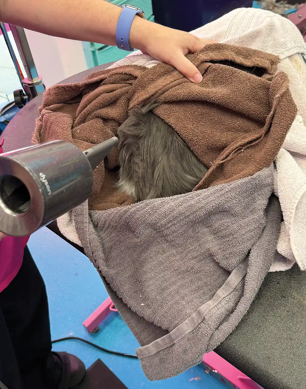 A person's hands are shown holding and adjusting brown and gray towels that are wrapped around a gray cat. The person is using a gray handheld hair dryer to dry the cat's fur. The person's left hand has a blue smart watch on the wrist.